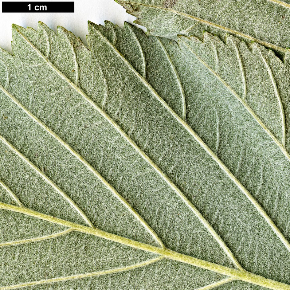 High resolution image: Family: Rosaceae - Genus: Sorbus - Taxon: hibernica